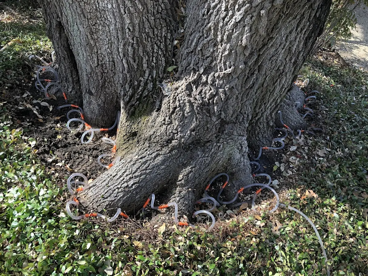 Detailed Tree Cabling and Bracing job site in Evansport