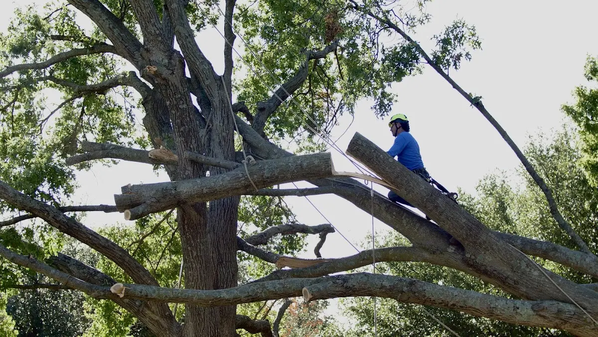 Professional Crown Thinning performed by certified arborists in Evansport